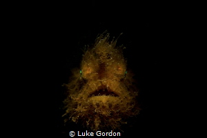 The Hairy Angler by Luke Gordon 